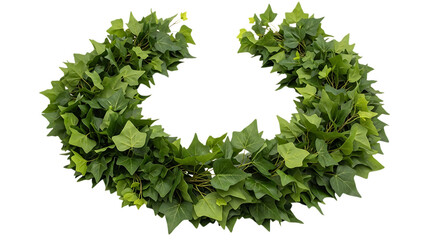 Green ivy garland isolated on transparent background for decoration or celebration