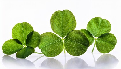 Four Leaf Clover Isolated On White