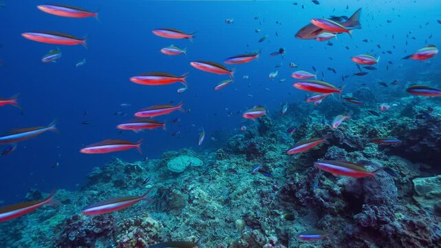 Underwater shot of large school of red fish reacting to predators above deep coral reef.