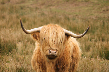 A beautiful Scottish Highland cow with long brown hair covering its eyes, standing gracefully in a natural outdoor landscape