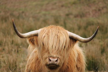 Close-up portrait of a light brown Scottish Highland cow looking straight at the camera, showing its long shaggy hair and majestic horns © MZandt