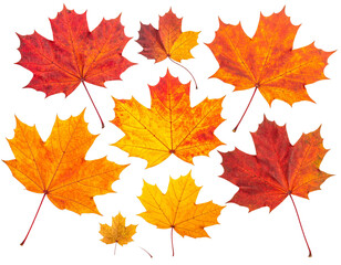 Obraz premium maple leaf isolated on white