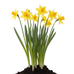 Illustration of bunch of yellow daffodils isolated on transparent background