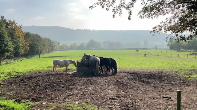 Horses in Cotswolds, near Dursley. Autumn Travel in United Kingdom