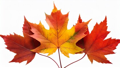 Fototapeta premium Autumn Fall Maple Leaves Isolated On Transparent Background