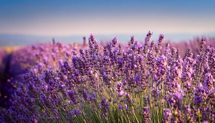 Naklejka premium A Field Of Tiny Purple Lavender Flowers Blooms In Summer With An Aromatic Fragrance The Intense Violet Colored Flower Blooms Are On Thin Green Stems There S A Pale Blue Sky In The Background