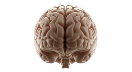 Detailed human brain anatomy, symbolizing intelligence, thought, and medical research