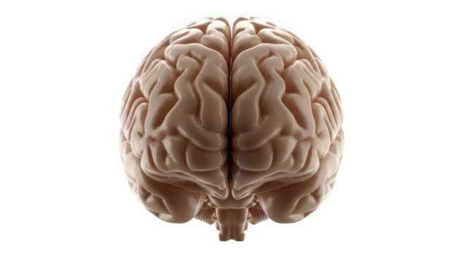 Detailed human brain anatomy, symbolizing intelligence, thought, and medical research