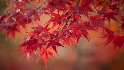 日本の赤く紅葉したもみじの葉