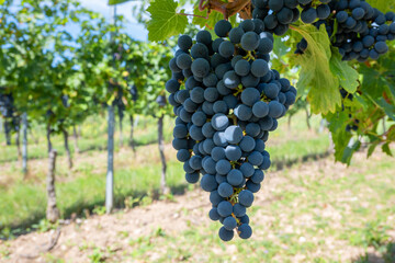 Obraz premium Large bunche of red wine grapes in summer vineyard.