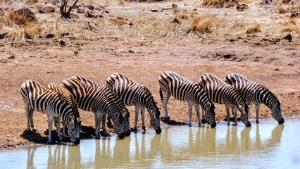 Zebra Herd Drinking at Waterhole in African Savanna