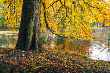 Jesienne drzewa w parku romantycznym Arkadia, Polska