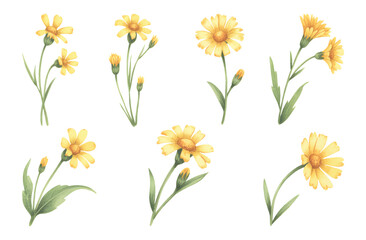 Watercolor meadow buttercup flower. Yellow meadow buttercup flowers hand painted in watercolor soft green leaves.