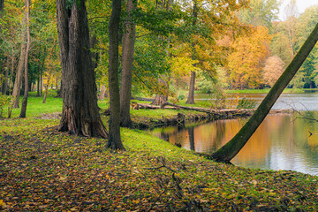 Jesienne drzewa w parku romantycznym Arkadia, Polska