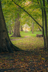 Jesienne drzewa w parku romantycznym Arkadia, Polska