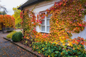 Okno starego polskiego dworku porośnięte kolorowym jesiennym bluszczem