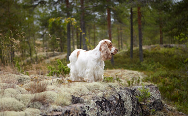 Wild nature. Portrait of an English Cocker spaniel. The dog stands on a rocky ledge covered with moss. The head is turned to the right. Orange-roan color.