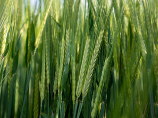 Golden Wheat Field Swaying in the Warm Breeze