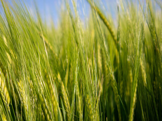 Green Wheat Fields Sway Under a Clear Blue Sky