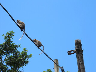 Two macaque monkeys sitting on a wire against blue sky in Mauritius 