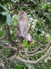 Large macaque monkey in green trees in tropical Mauritius