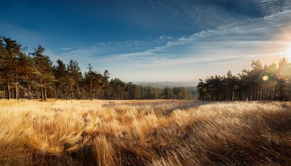Forest With Dry Grassy Meadow