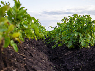 Potato Plants Growing in Rich, Dark Soil