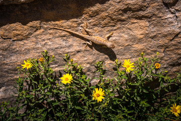 close up of a lizard in zion national park, usa