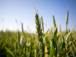 Wheat in Summer Under Blue Sky