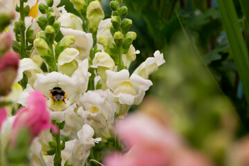  bumblebee on a flower