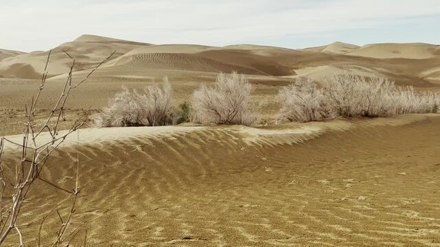 plants in dry desert on a cloudy day, xinjiang, china