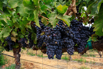 Harvest Ready Bunch of Grapes on Vine at Sunset