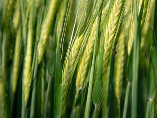 Naklejka premium Wheat Plants Growing Under Sunlight in a Field