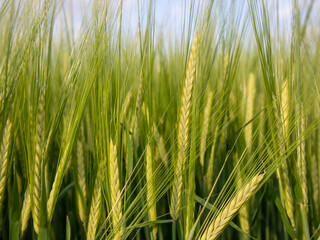 Golden Barley Plants Grow Under Blue Sky