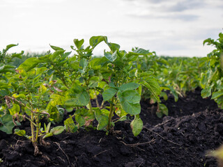 Healthy Potato Plants Growing in a Sunny Field