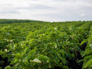 Lush Green Potato Field Under Cloudy Sky