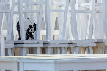 A black and white cat navigates a maze of white chairs, stacked at a closed outdoor cafe. The scene creates a playful geometric puzzle, capturing a quiet moment in the off-season.