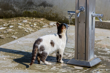 A resourceful white and tabby cat drinks water dripping from a chrome outdoor tap on a tiled...