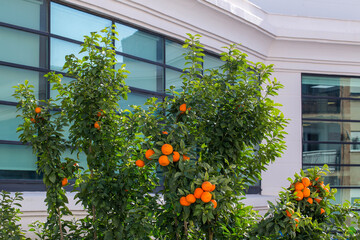 A lush orange tree laden with ripe fruit stands in front of a modern office building with glass windows. A concept of urban gardening, green architecture, and sustainable cities.