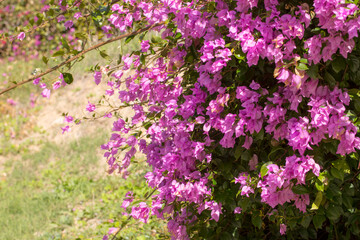 A vibrant cascade of pink Bougainvillea flowers blooming in a sunny garden. A concept of tropical beauty, exotic travel destinations, and the vivid colors of nature.