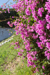 Naklejka premium A vibrant cascade of pink Bougainvillea flowers blooming in a sunny garden. A concept of tropical beauty, exotic travel destinations, and the vivid colors of nature.