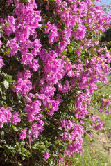 Obraz premium A vibrant cascade of pink Bougainvillea flowers blooming in a sunny garden. A concept of tropical beauty, exotic travel destinations, and the vivid colors of nature.