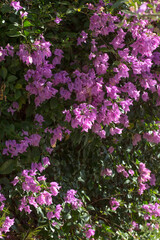 Obraz premium A vibrant cascade of pink Bougainvillea flowers blooming in a sunny garden. A concept of tropical beauty, exotic travel destinations, and the vivid colors of nature.