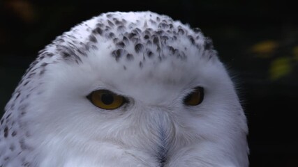Close up of a snowy owl head looking around on a cloudy autumn day. - Powered by Adobe