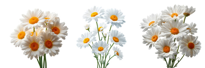 Set of Artistic arrangement of daisies forming a circular floral emblem on transparent png background. Ai generated