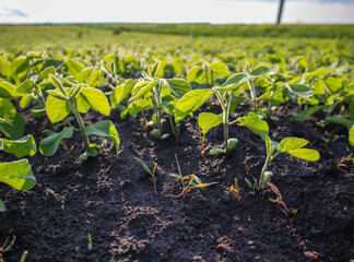 New Soybean Plants Growing in Fertile Soil