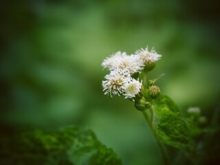 A close-up of small white wildflowers with a soft green blurred background, capturing the beauty and calm of nature in gentle light.