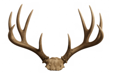 Deer antlers and skull fragment presenting a hunting trophy or natural specimen, transparent background