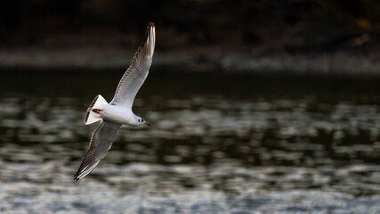 Seagull in Flight Profile Over Dark Water with Wings Upward