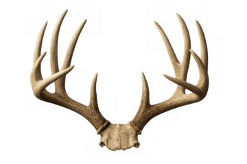 White-tailed deer antlers with bone skull mounted, representing hunting, wildlife, and rustic decor on transparent background